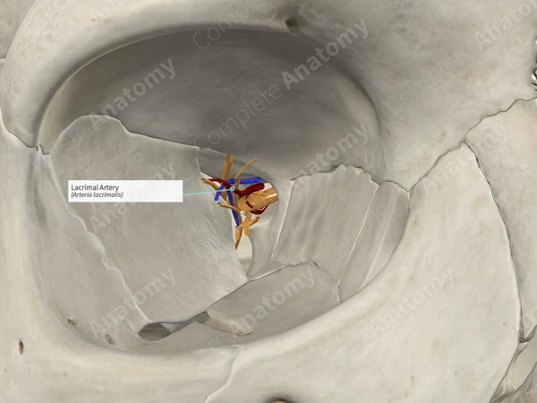Lacrimal Artery 