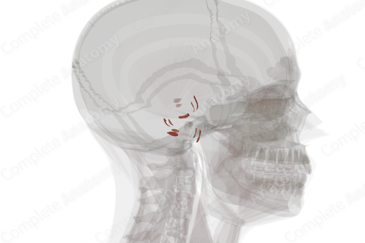 Intrinsic Auricular Muscles