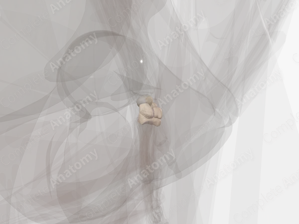 Carpal Bones (Left)