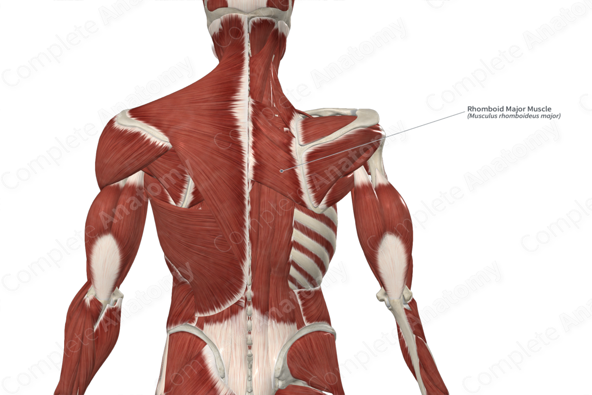 Rhomboid Major Muscle 