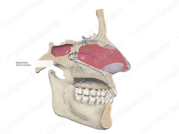 Nasal Veins