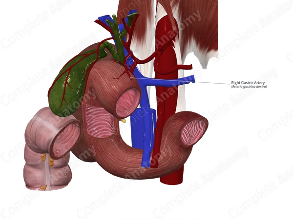Right Gastric Artery