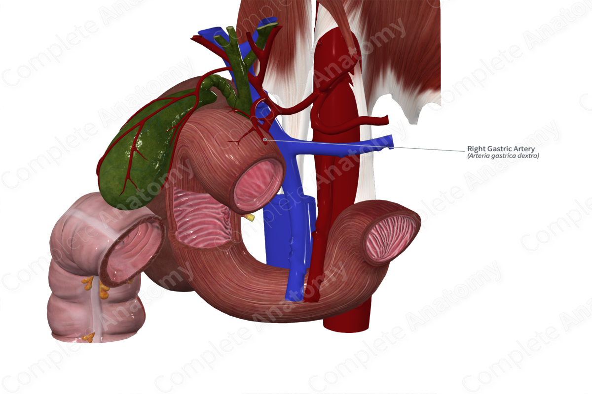Right Gastric Artery