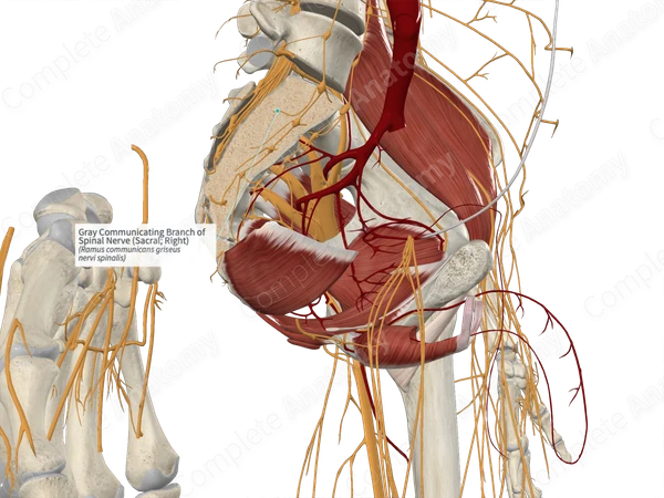 Gray Communicating Branch of Spinal Nerve (Sacral; Right)