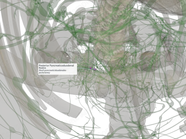 Posterior Pancreaticoduodenal Nodes