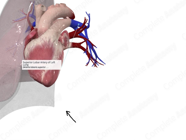 Superior Lobar Artery of Left Lung