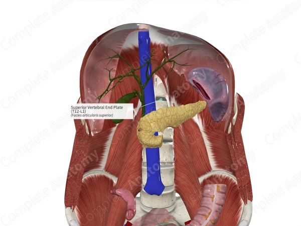 Superior Vertebral End Plate (T12-L1)