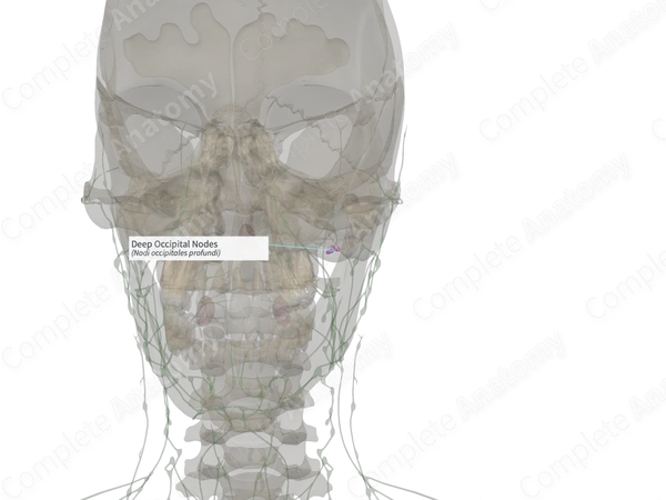 Deep Occipital Nodes (Right)