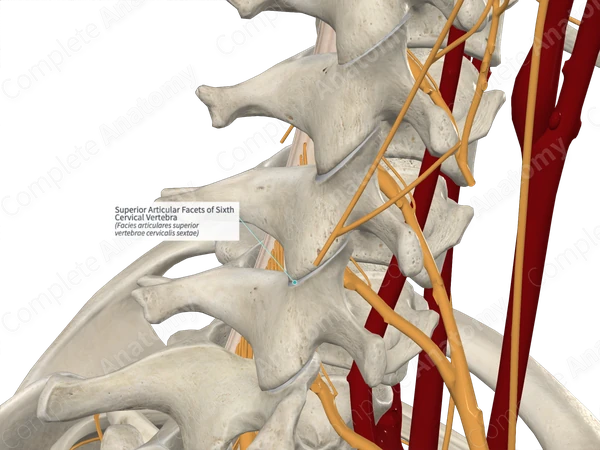 Superior Articular Facets of Sixth Cervical Vertebra