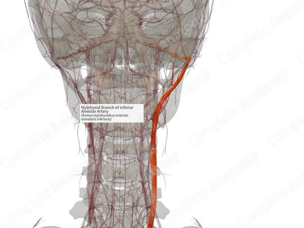 Mylohyoid Branch of Inferior Alveolar Artery (Left)