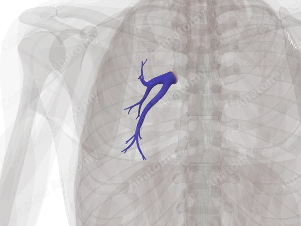 Pulmonary Arteries of Left Lung