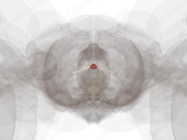 Male External Urethral Sphincter