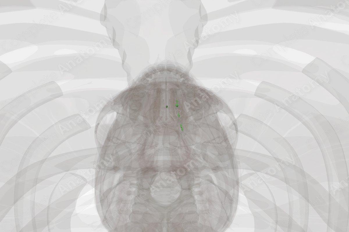 Lingual Nodes (Left)