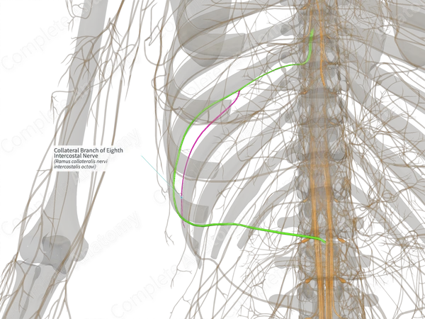 Collateral Branch of Eighth Intercostal Nerve (Right)
