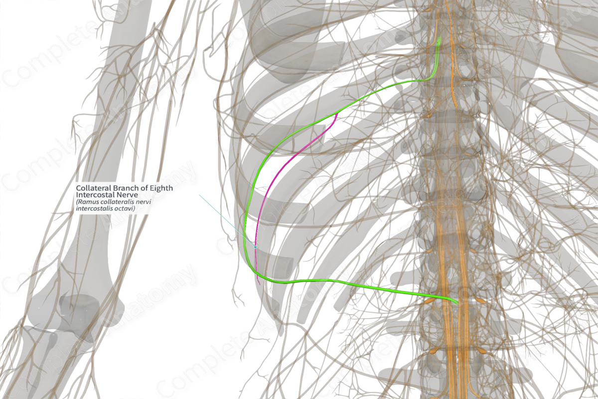 Collateral Branch of Eighth Intercostal Nerve (Right)