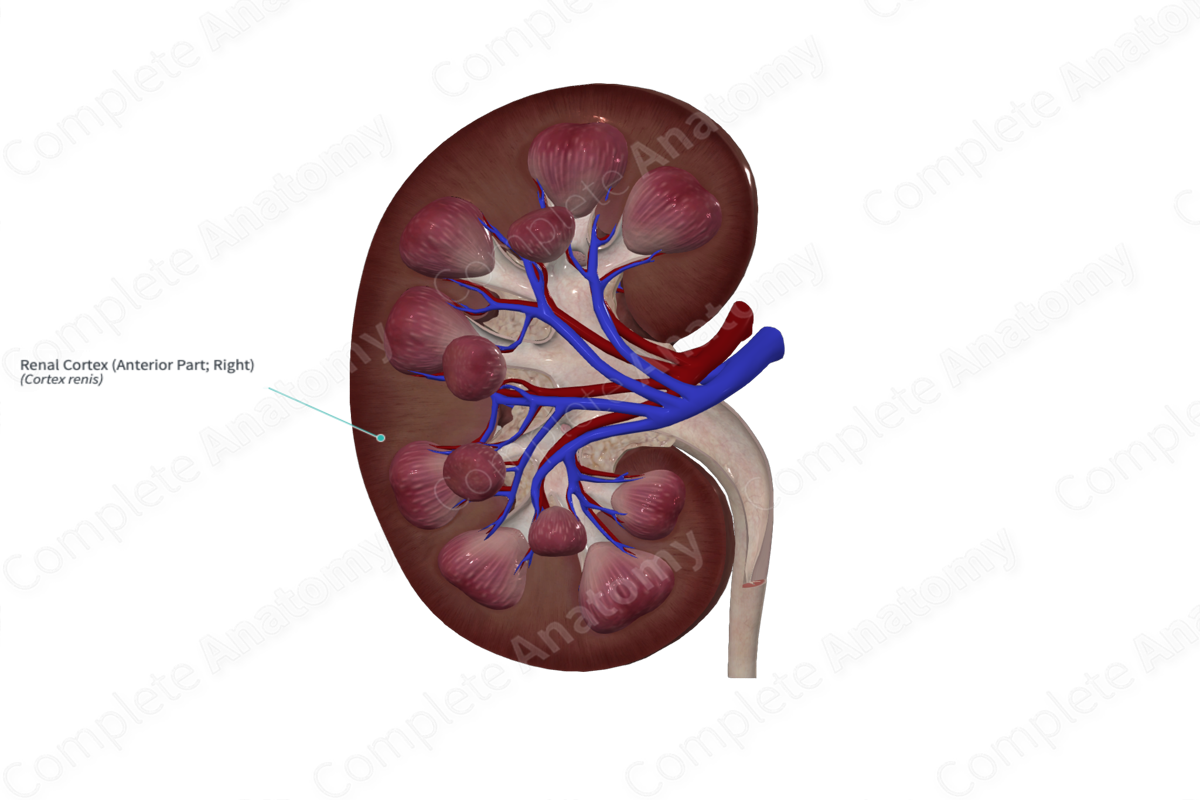 Renal Cortex (Anterior Part; Left)