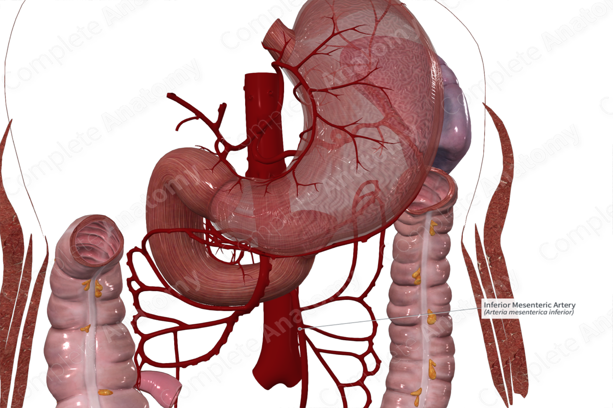Inferior Mesenteric Artery