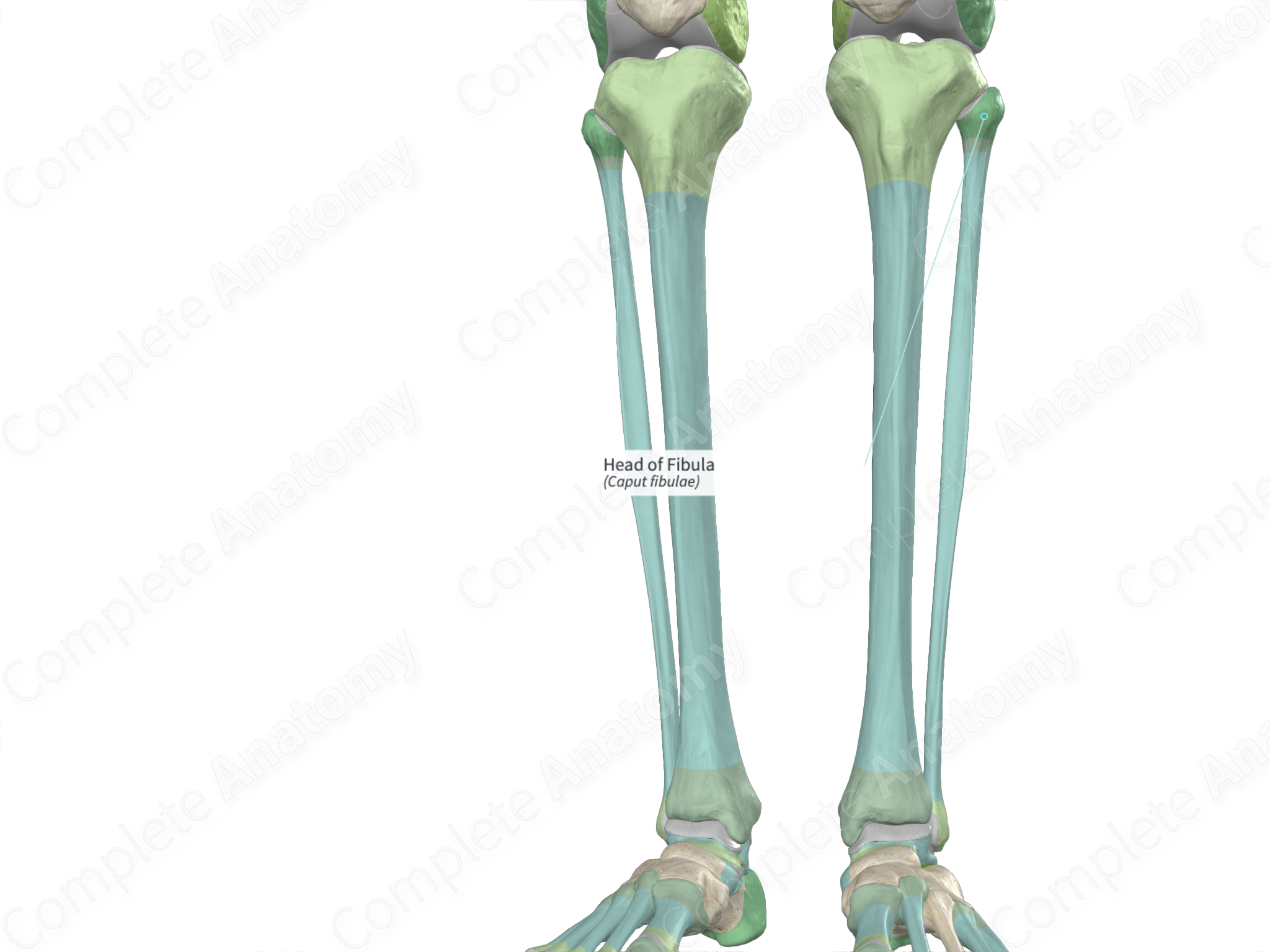 Head of Fibula Complete Anatomy