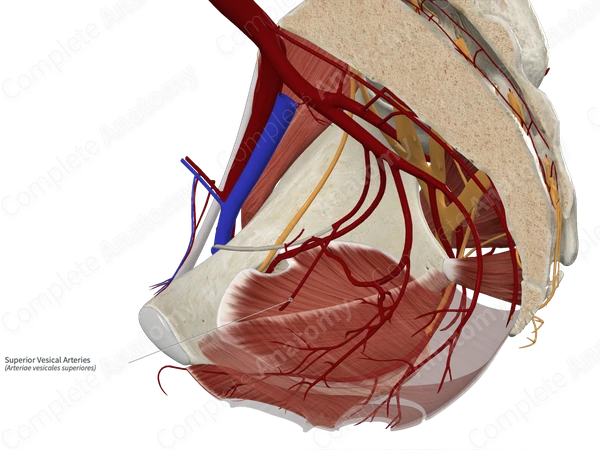 Superior Vesical Arteries