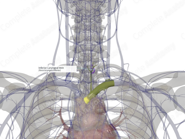 Inferior Laryngeal Vein (Left)