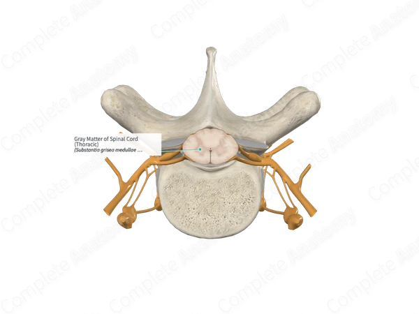 Gray Matter of Spinal Cord (Thoracic)