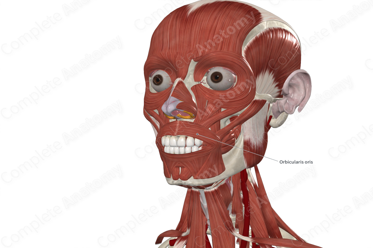 Marginal Part of Orbicularis Oris Muscle Complete Anatomy