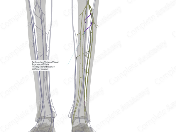 Perforating Veins of Small Saphenous Vein (Right)