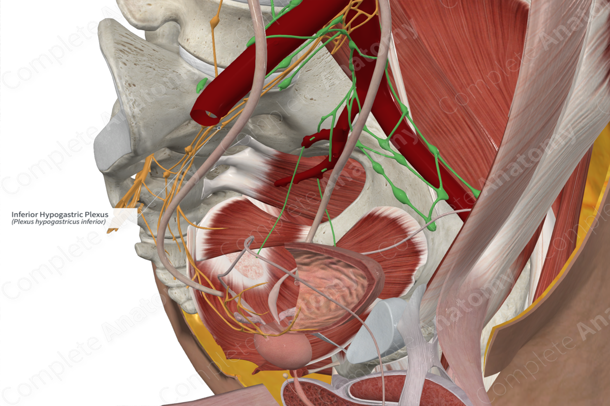 Inferior Hypogastric Plexus