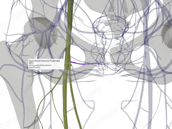 Superficial External Pudendal Vein (Left)