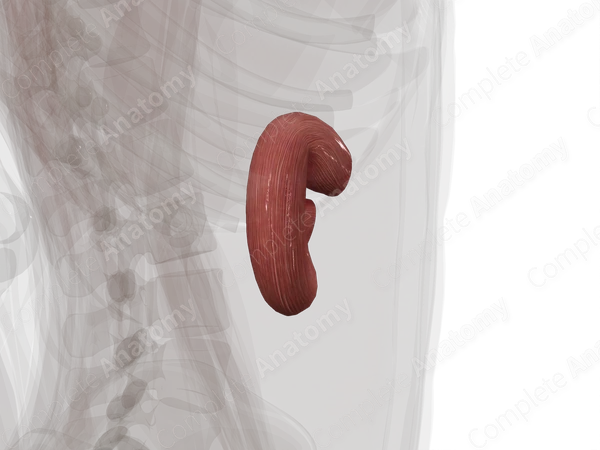 Duodenum