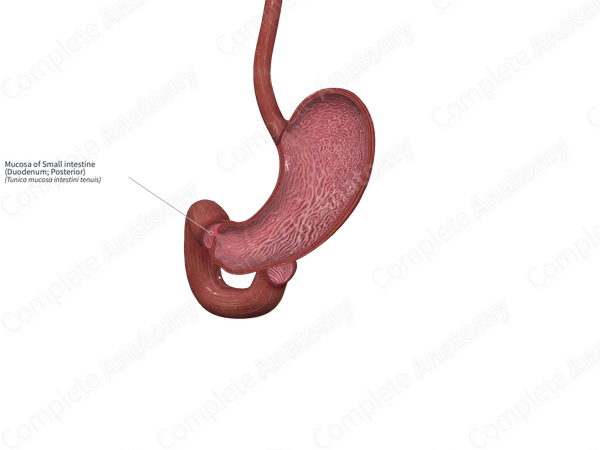 Mucosa of Small intestine (Duodenum; Posterior)