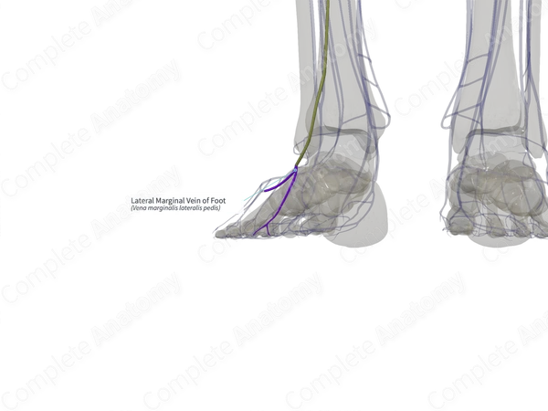 Lateral Marginal Vein of Foot (Right)