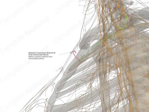 Anterior Cutaneous Branch of First Intercostal Nerve (Left)
