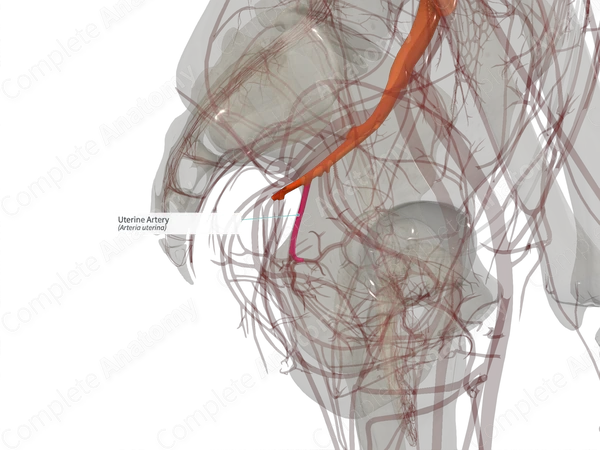 Uterine Artery (Left)