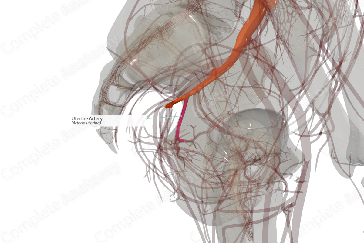 Uterine Artery (Left)