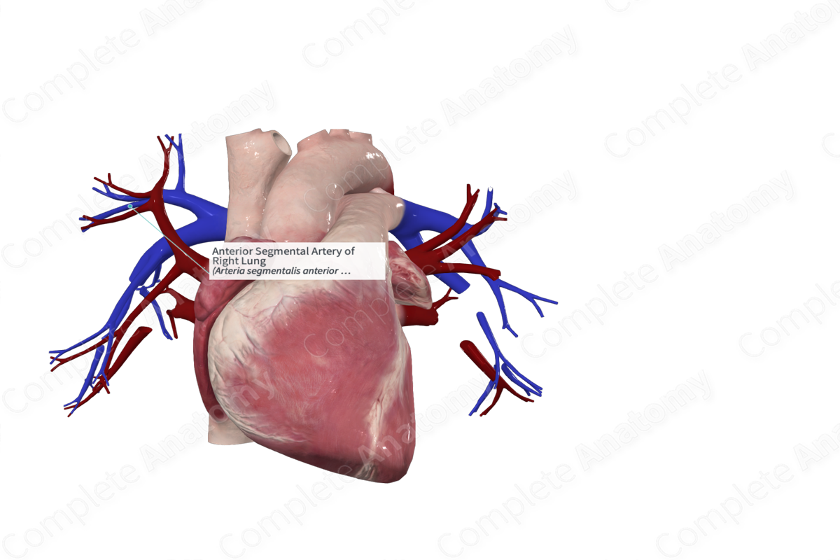 Anterior Segmental Artery of Right Lung