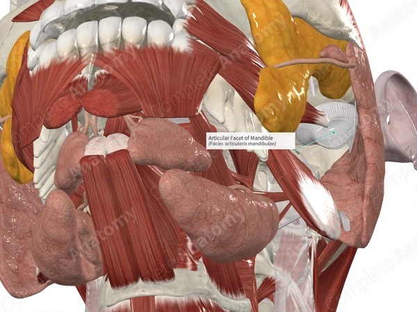 Articular Facet of Mandible