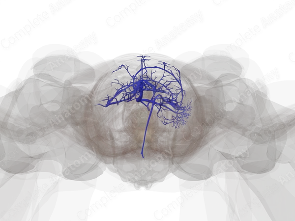 Tributaries of Hepatic Portal Vein