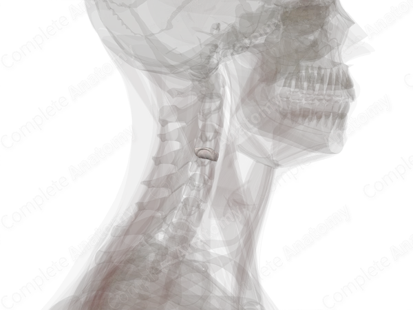 Intervertebral Symphysis (C3-C4)