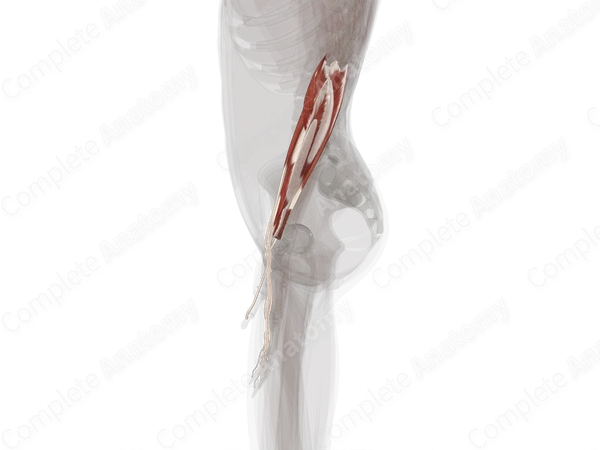 Anterior Compartment of Forearm (Left)