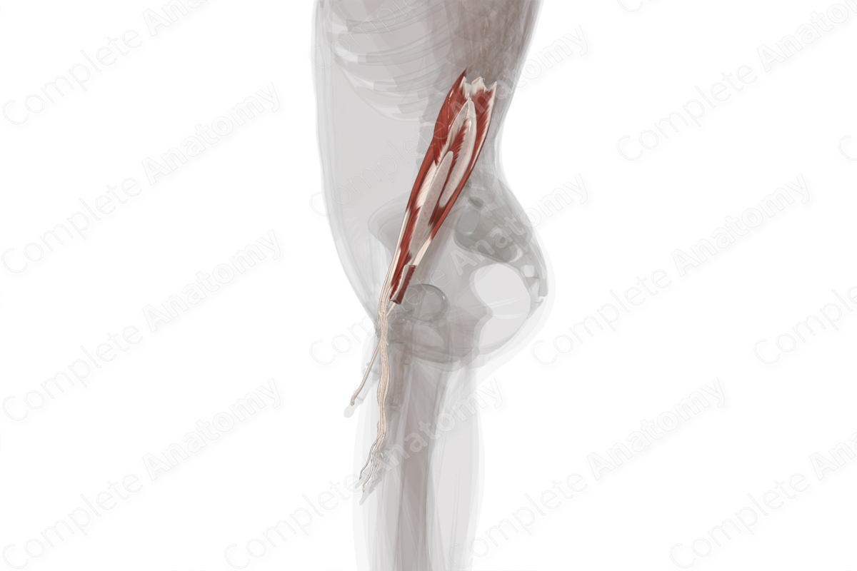 Anterior Compartment of Forearm (Left)