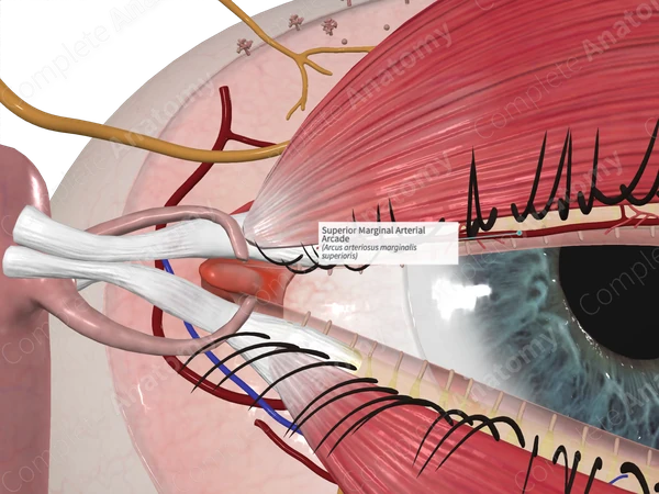 Superior Marginal Arterial Arcade