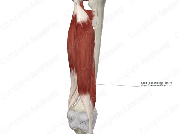 Short Head of Biceps Femoris