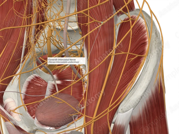 Eleventh Intercostal Nerve