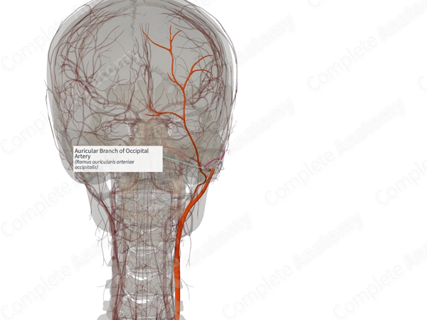 Auricular Branch of Occipital Artery (Left)