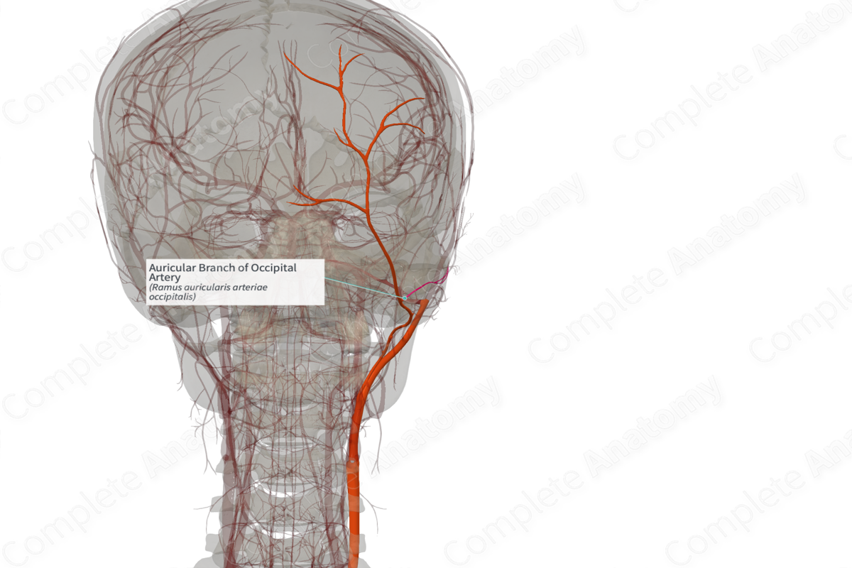 Auricular Branch of Occipital Artery (Left)