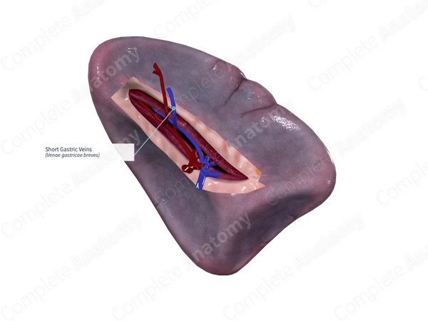 Short Gastric Veins