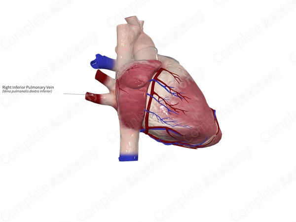 Right Inferior Pulmonary Vein