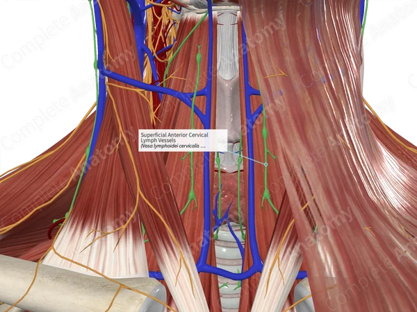Superficial Anterior Cervical Lymph Vessels 