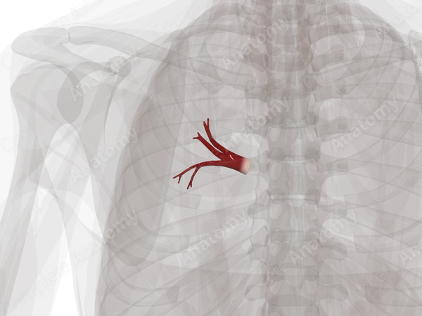 Pulmonary Veins of Superior Lobe of Left Lung